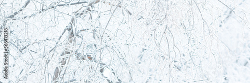 Snow and rime ice on the branches of bushes. Trees covered with hoarfrost. Plants in the park are covered with hoar frost. Cold snowy winter weather. Frosting texture. Wide panoramic light background.