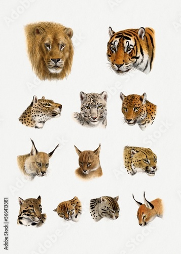 Fototapeta Naklejka Na Ścianę i Meble -  Variants Tigers