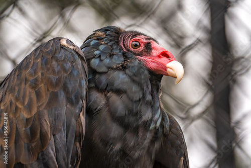 Close-up of Turkey vulture (Cathartes aura) in a cage, close-up