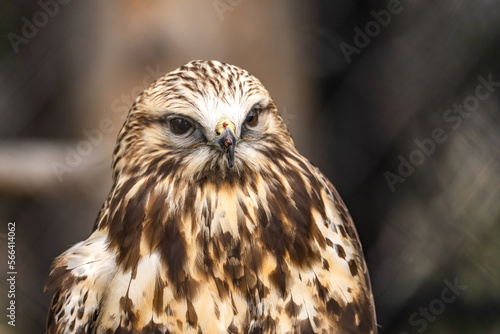 Portrait of Rough Legged Hawk, Grizzly Wolf Discovery Centre, Yellowstone National Park.