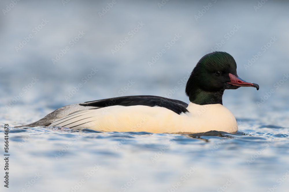 Male goosander or common merganser (Mergus merganser) swimming on a lake, Edinburgh, Scotland. Male goosander or common merganser (Mergus merganser) swimming on a lake, Edinburgh, Scotland.