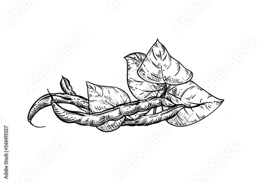 Hand drawn sketch black and white illustration set of string bean, leaf. Vector illustration. Elements in graphic style label, sticker, menu, package. Engraved style illustration.