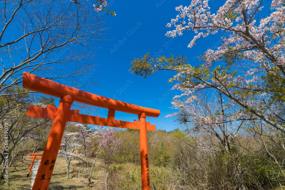 日本の大分県由布市の神社と桜