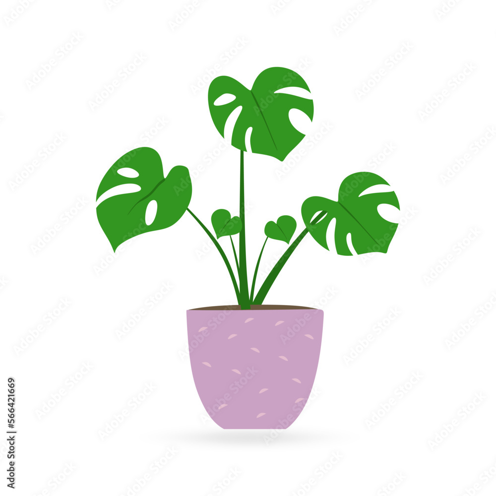 Houseplant monstera illustration in flat style. Green indoor flower for Home and office interior decoration . Fresh green monstera deliciosa in pot. Vector illustration Houseplant monstera illustration in flat style. Green indoor flower for Home and office interior decoration . Fresh green monstera deliciosa in pot. Vector illustration