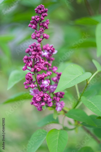 a branch of burgundy lilac in the spring  not fully blossomed buds