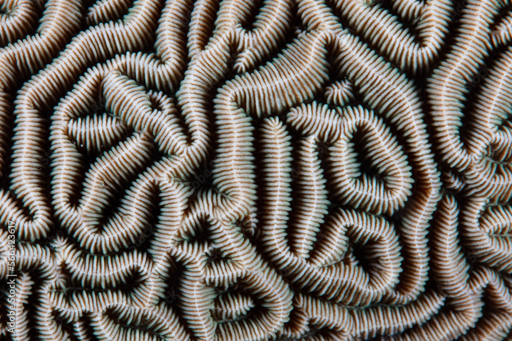 Detail of the maze-like pattern of a Pachyseris coral in Indonesia. Detail of the maze-like pattern of a Pachyseris coral in Indonesia.