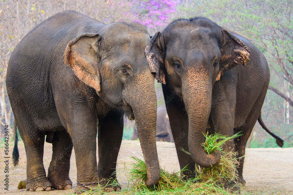 thai elephants conservation center lampang thailand