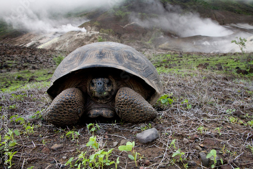 A young giant tortoise sits on the floor of Alcedo Volcano in the Galapagos as steam vents bellow in the background. photo