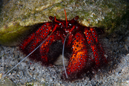 Photography A White-spotted hermit crab, Dardanus megistos, crawls across the seafloor of Indonesia searching for food at night