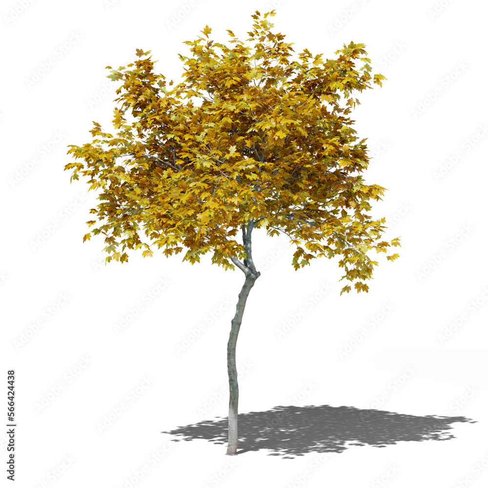 Mapple autumn tree 3d render with shadow
