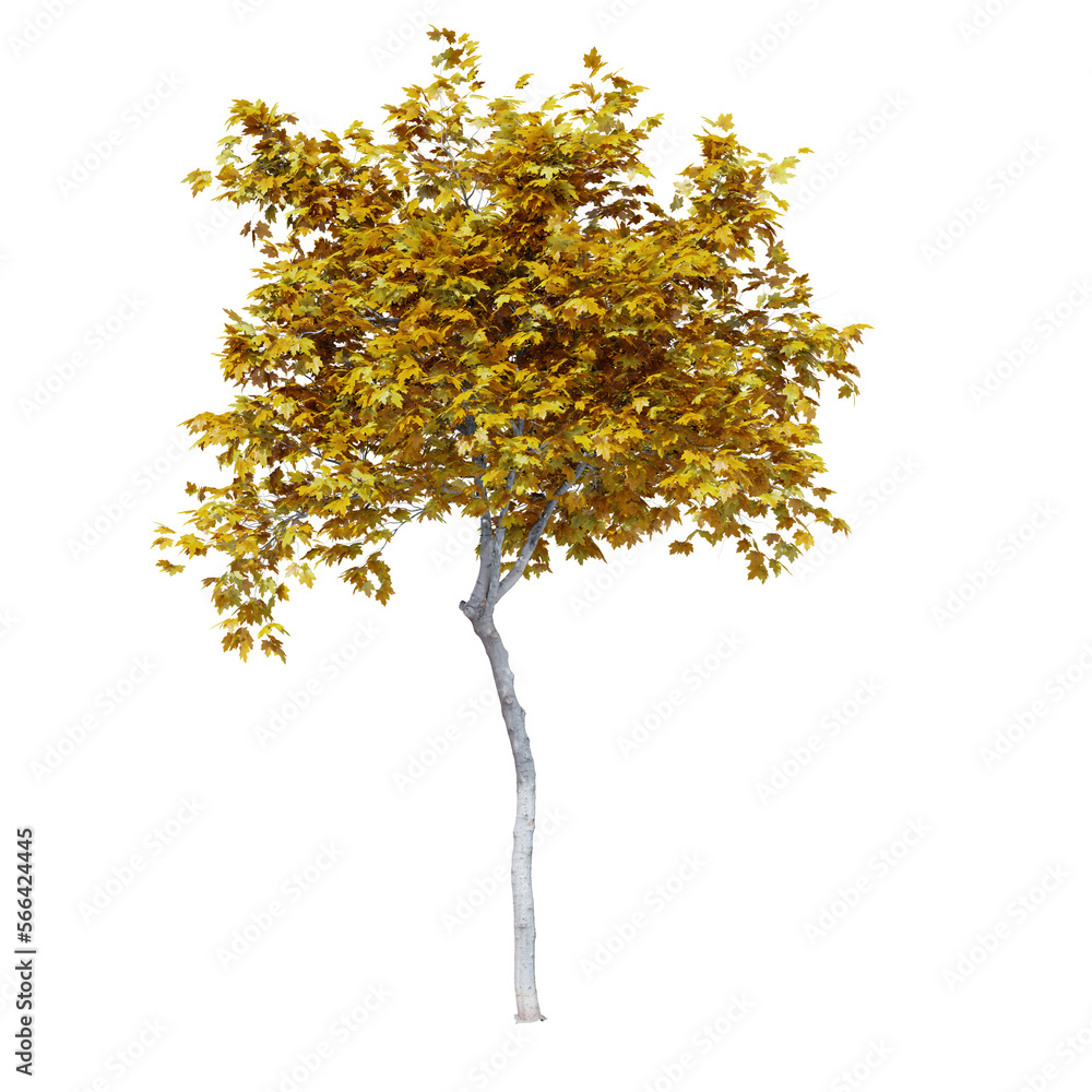 Fototapeta premium Mapple autumn tree 3d render with shadow