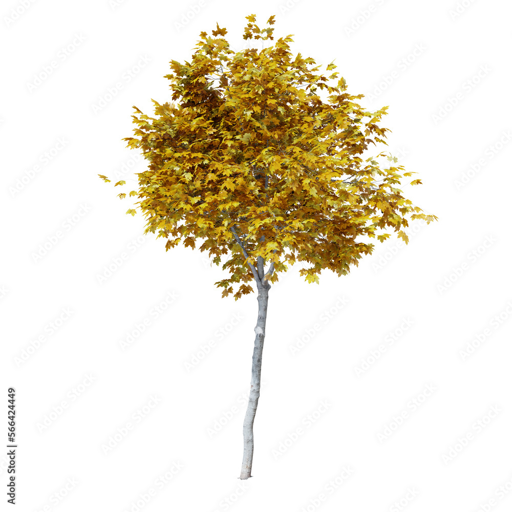 Mapple autumn tree 3d render with shadow