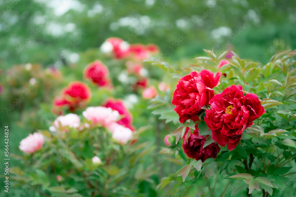 red flowers in the garden red flowers in the garden
