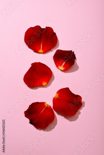 red rose petals on the pink background