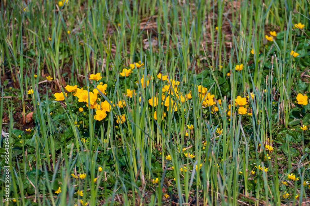 Hahnenfuss, Butterblume auf einer satten grünen Wiese im Frühjahr Hahnenfuss, Butterblume auf einer satten grünen Wiese im Frühjahr