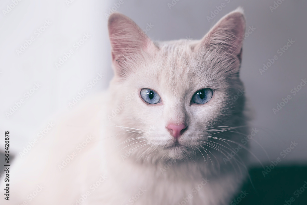 Siberian white beige kitten cat with blue eyes sitting and looking forward
