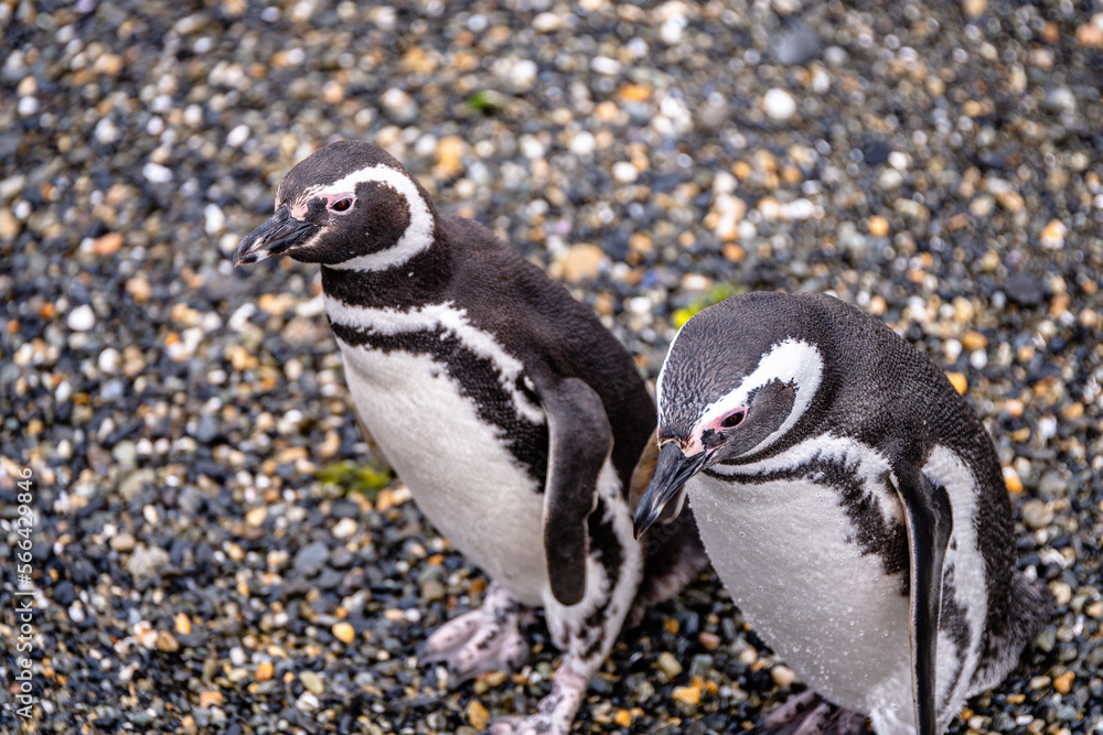 Naklejka premium magellanic penguins colony in ushuaia, argentina