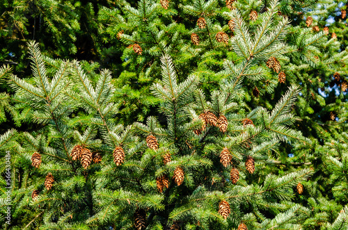 Many pinecones
Droughts in the summer of 2022 have stressed local pine trees to the point of producing an abundance of pinecones
