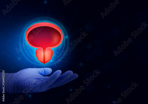 Bladder and prostate gland in the doctor's hand, HTA. Prostate cancer, bladder cancer, men's health care. Modern digital medicine in urology. Blue digital technology. Isolated photo