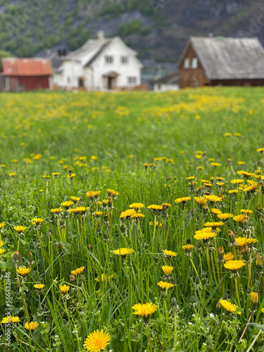 meadow with yellow flowers and a village of houses and mountains in the background