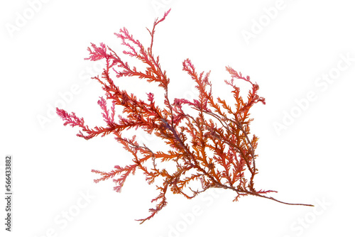 Rhodophyta seaweed or red algae branch isolated transparent png photo