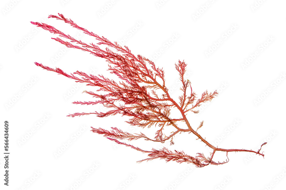 Red seaweed or rhodophyta algae branch isolated transparent png Stock ...
