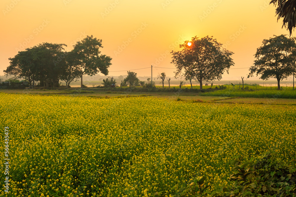 Obraz premium Agriculture field with ripe mustard flowers ready for harvest at sunrise at Burdwan district of West Bengal