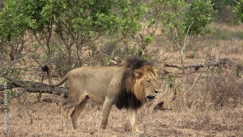 Lion roars while walking, Africa
Kruger National Park, South Africa, 2022
