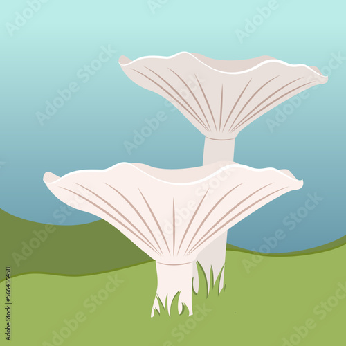 Clitocybe Lepista nebularis or clouded funnel mushroom vector illustration