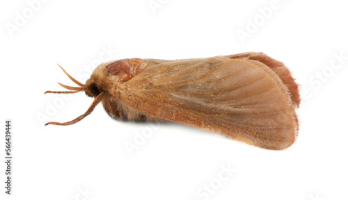 Brown common clothing moth isolated on white © New Africa