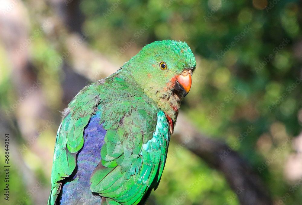 Portrait of a female Australian King parrot. Portrait of a female Australian King parrot.