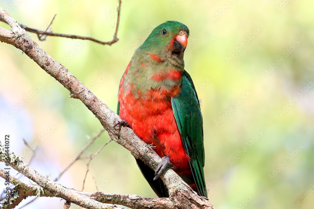 Portrait of a female Australian King parrot.