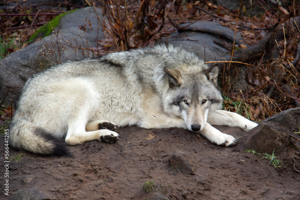 Portrait of a sleeping grey wolf Portrait of a sleeping grey wolf
