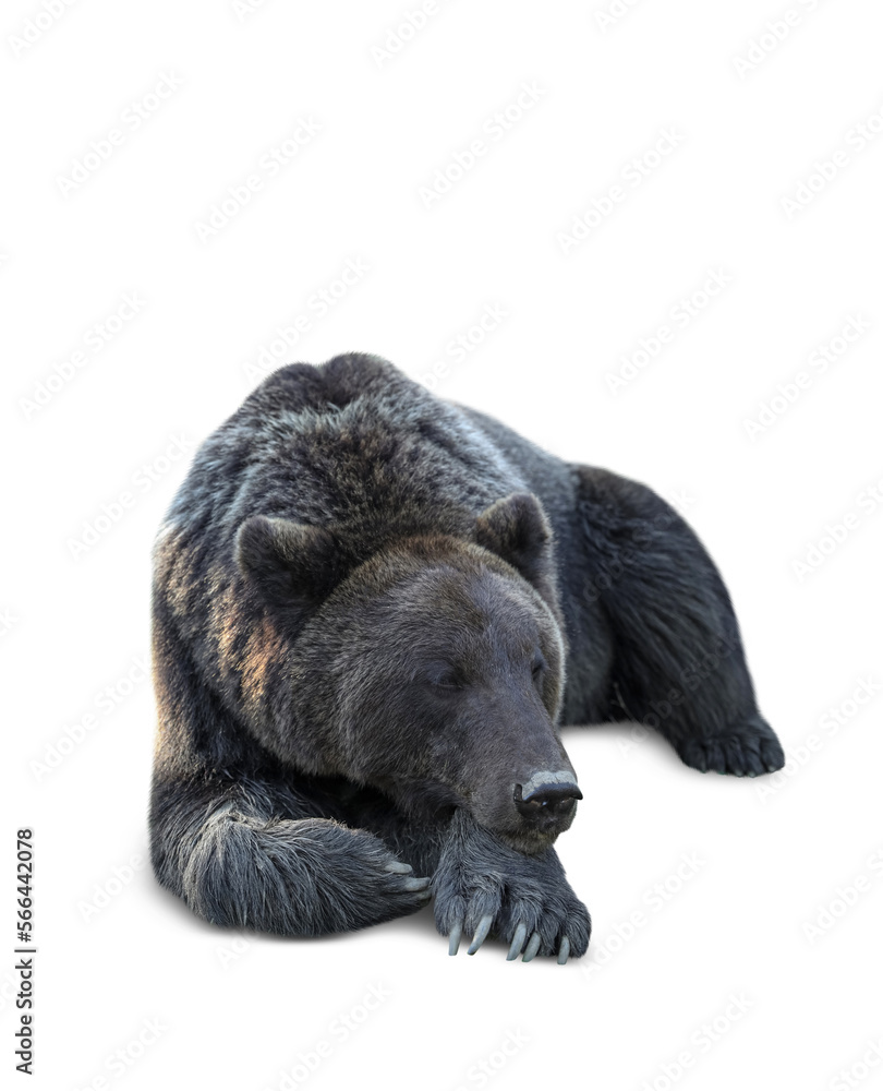 Fototapeta premium Furry bear on white background. Wild animal