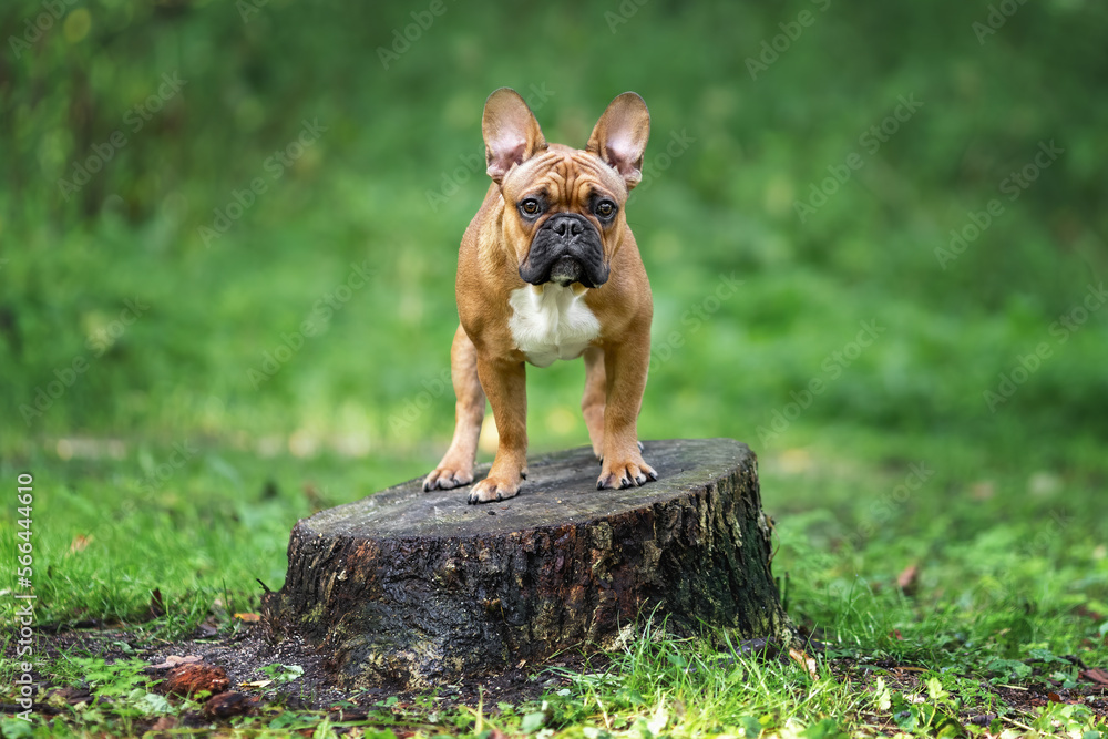Young dog of french bulldog breed waiting on tree stump for owner in forest