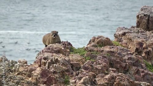 Rock Hyrax female feeding with Indian ocean in back
South Africa Indian ocean,2022
