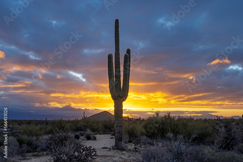 A Saguaro Cactus At Sunrise In The Phoenix AZ Area