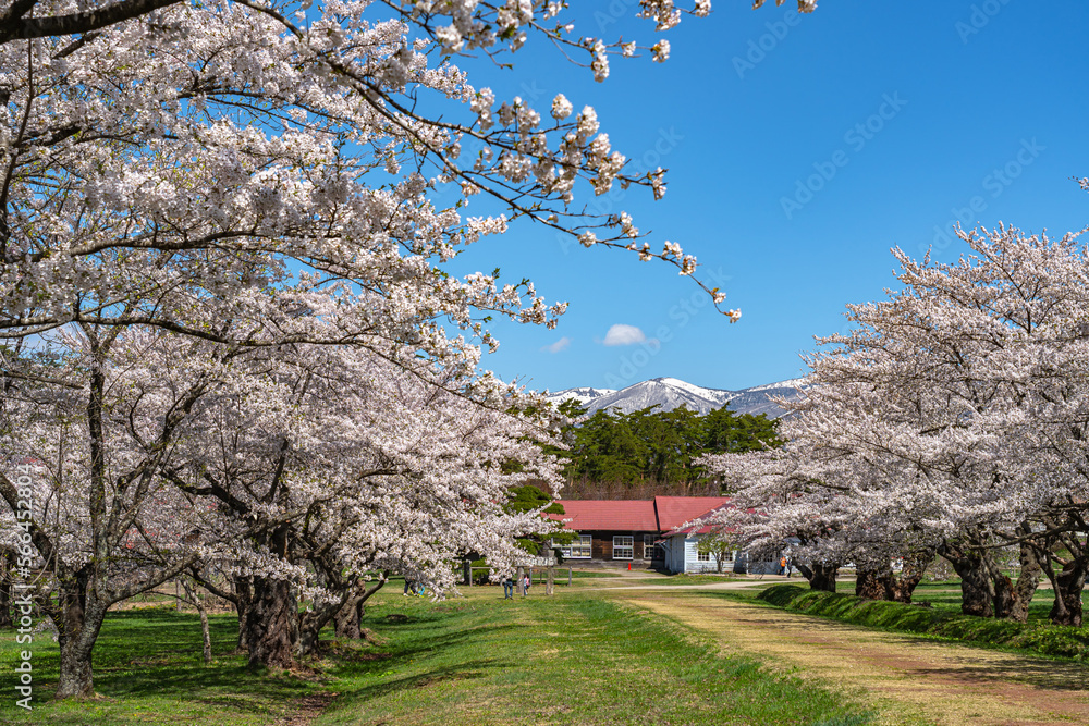 Koiwai Farm in springtime cherry blossom season ( April, May ) in sunny day morning. Visitors enjoy the beauty full bloom sakura flowers in Town Shizukuishi, Iwate Prefecture, Japan Koiwai Farm in springtime cherry blossom season ( April, May ) in sunny day morning. Visitors enjoy the beauty full bloom sakura flowers in Town Shizukuishi, Iwate Prefecture, Japan