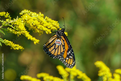 Monarch butterfly tagged for migration tracking, feeding on yellow flowers © Zach