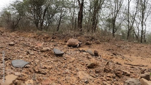 Wallpaper Mural Large turtle walking in sand, savannah, africa
Imfolozi Hluhluwe Park, South Africa, 2022 
 Torontodigital.ca