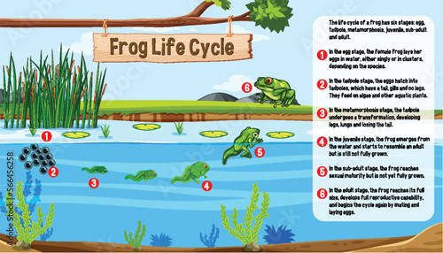 Frog Life Cycle concept vector