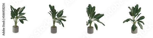 Collection of Beautiful Home Plants in Pots isolated on Transparent Backgrounds. 3D Render.