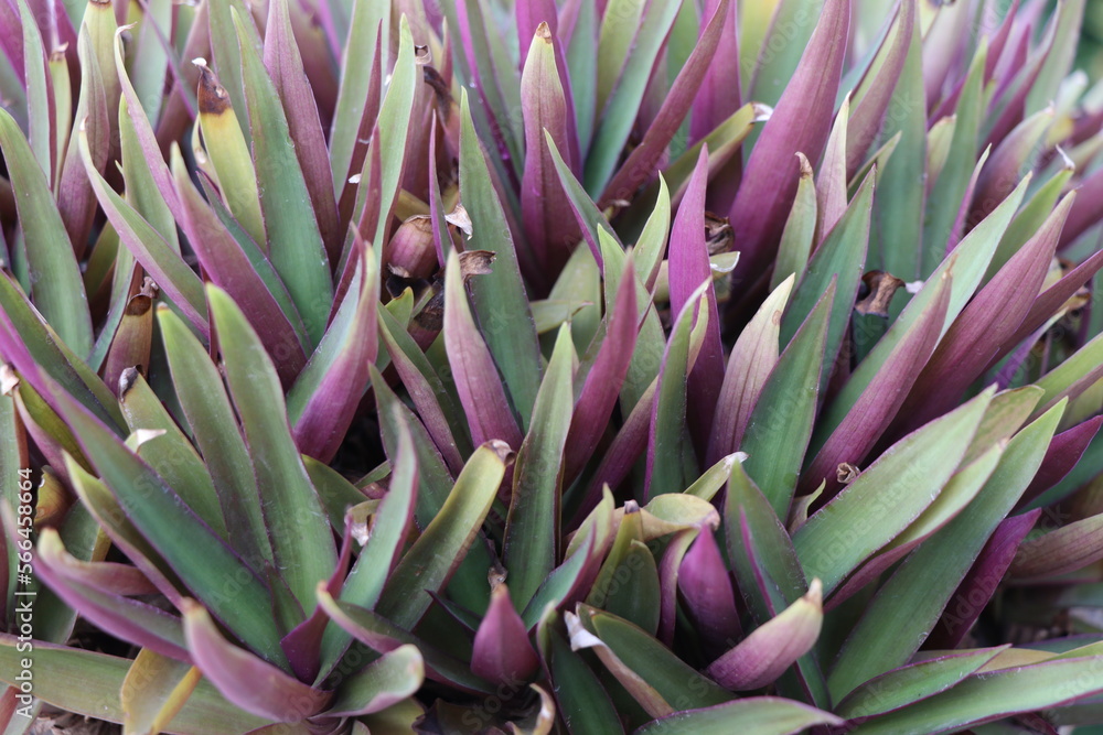 Obraz premium Beautiful Plants 