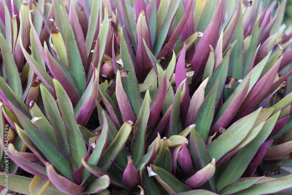 Obraz premium Beautiful Plants 