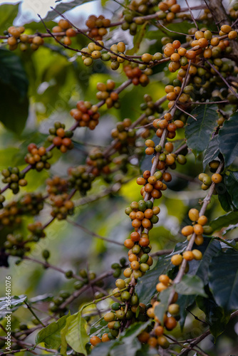 ripe arabica coffee beans on brance tree in farm.green Robusta and arabica coffee berries by agriculturist hands,Worker Harvest arabica coffee berries on its branch, agriculture concept.