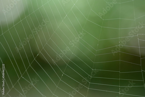 Section of a large spiderweb against a soft green background. A spider's web showing damage from prey being ensnared. Close up section of a spider web in a garden against out of focus background