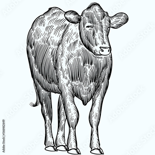 Vintage hand drawn sketch aberdeen angus cattle
