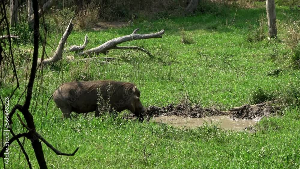 Common Warthog entering small mud puddle, 2022
Kruger National Park, South Africa, 2022
Common Warthog entering small mud puddle, 2022
Kruger National Park, South Africa, 2022