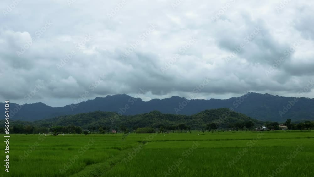 Time lapse View of rice fields overgrown with green rice plants crossed by small roads with several vehicles Time lapse View of rice fields overgrown with green rice plants crossed by small roads with several vehicles
