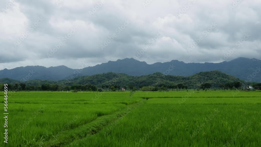 View of rice fields overgrown with green rice plants crossed by small roads with several vehicles View of rice fields overgrown with green rice plants crossed by small roads with several vehicles